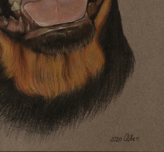 Pastel portrait of Rottweiler