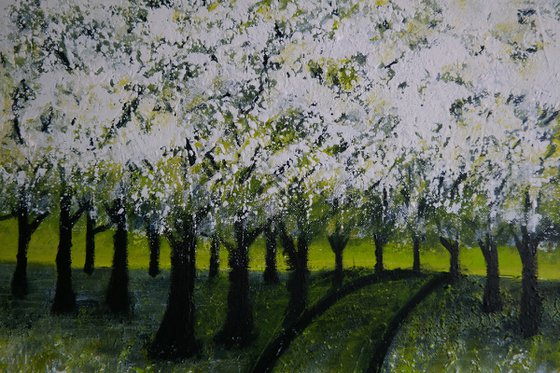 Cherry  Trees