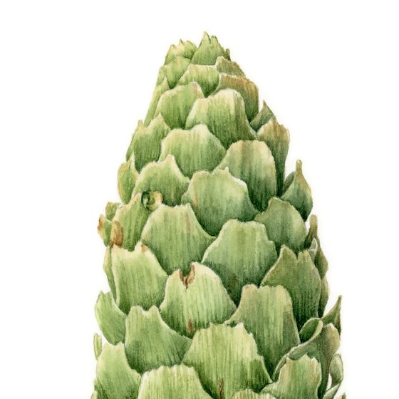 Green Spruce Cone