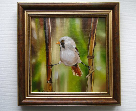 Bearded Tit, Bird on Bamboo