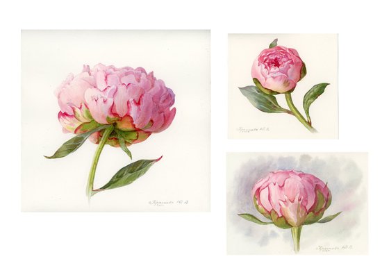 Peonies. Set of 3 (2024)