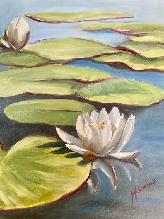 Water Lilies