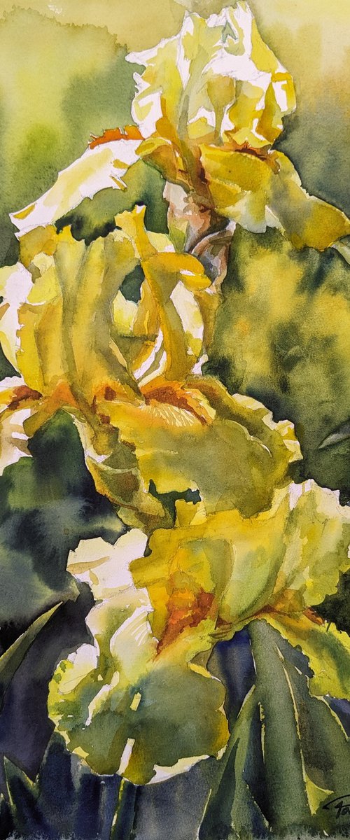 YELLOW IRISES#4 by Yurii Pashkov