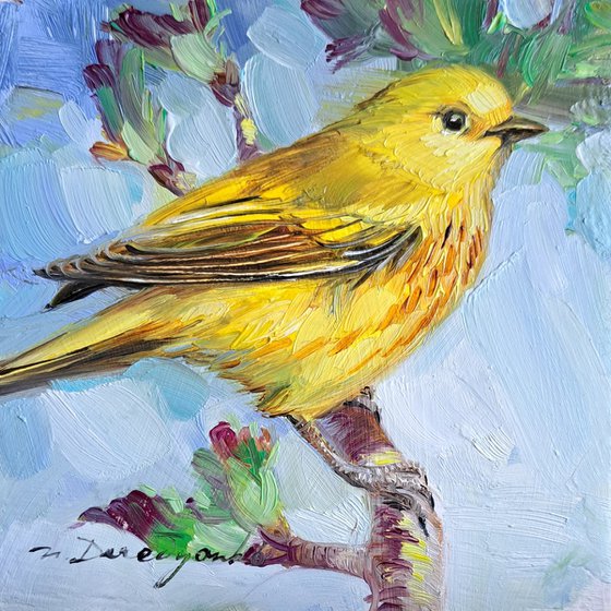 Yellow warbler