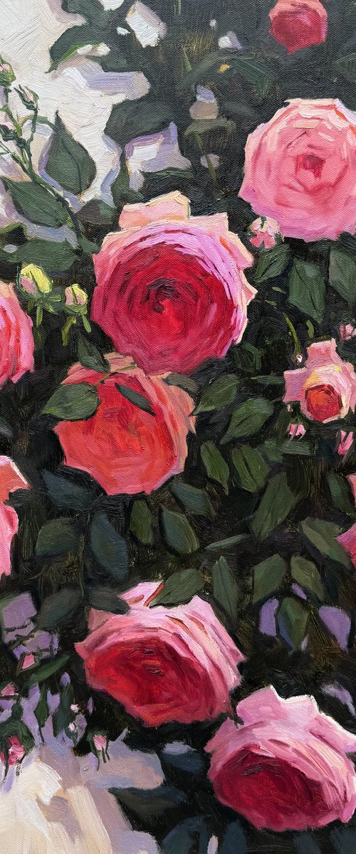 Pink Roses by Evgeniia Mekhova
