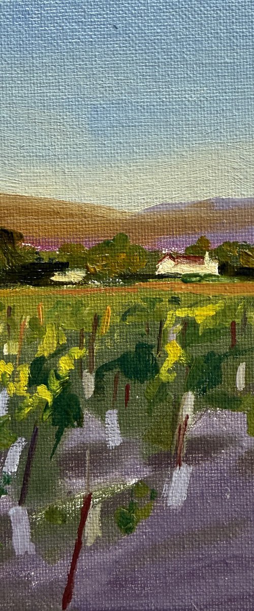 Sunset in the winery by Kate Sosonna