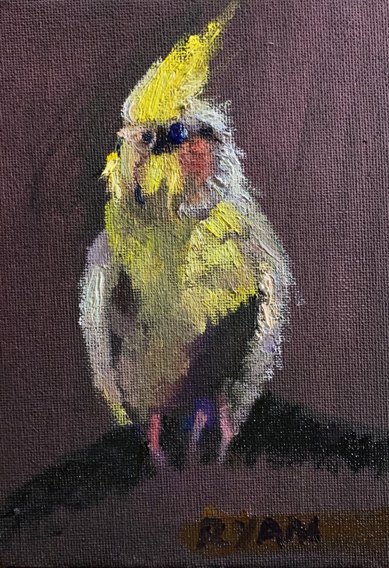 Cockatiel