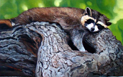 The raccoon by Anne Zamo
