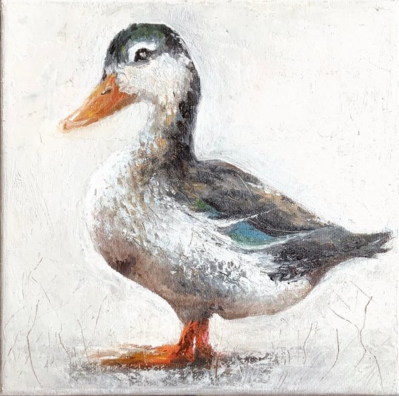 Mallard Duck