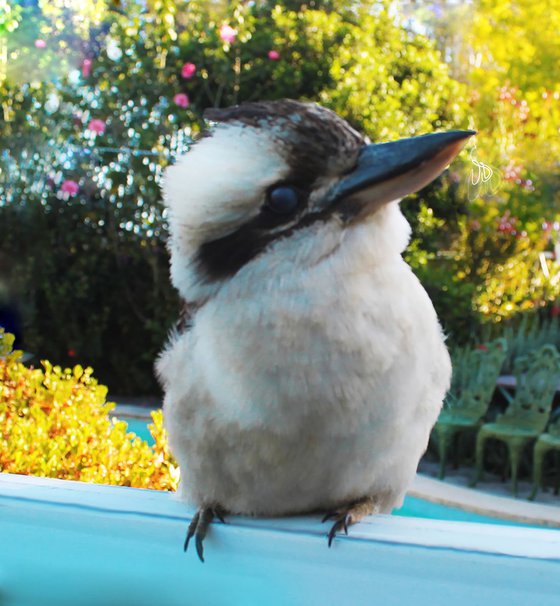 Kookaburra