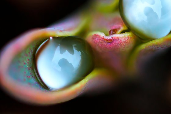 CURIOUS RAIN - master edition