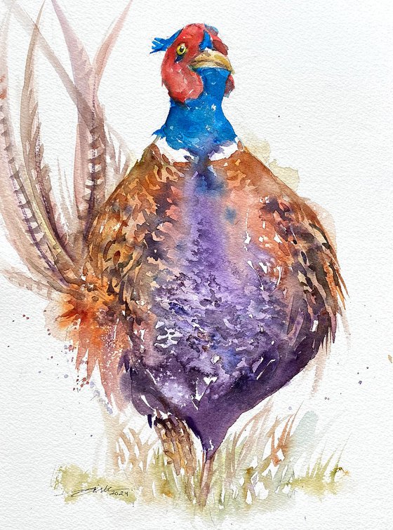 Pheasant_Pudgy