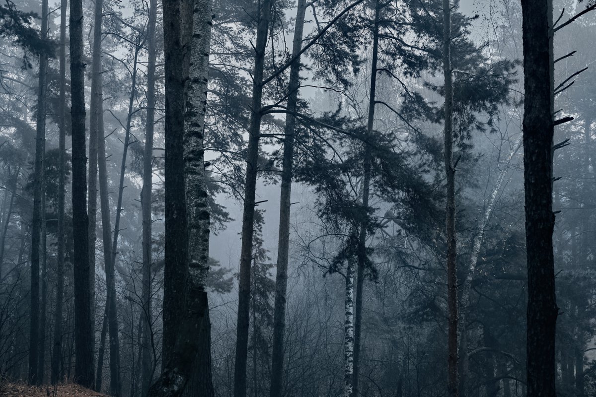 Fog #4 by Oleg Chumakov