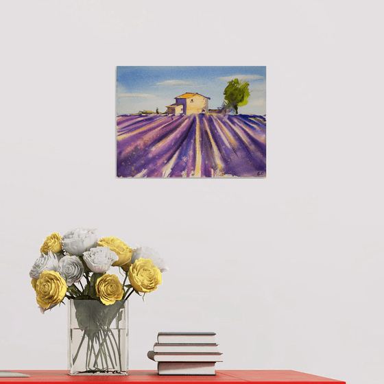 Lavender field in Provence