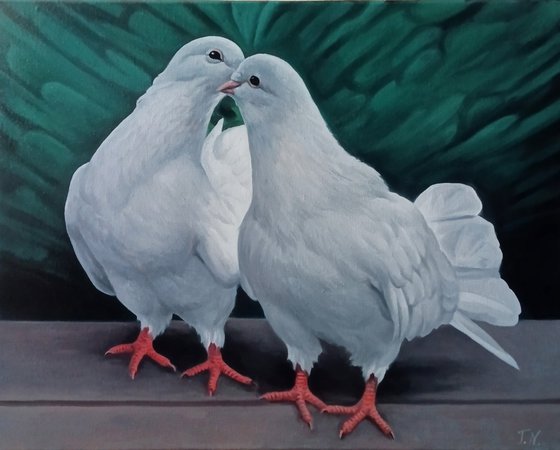 White Pigeons in Love