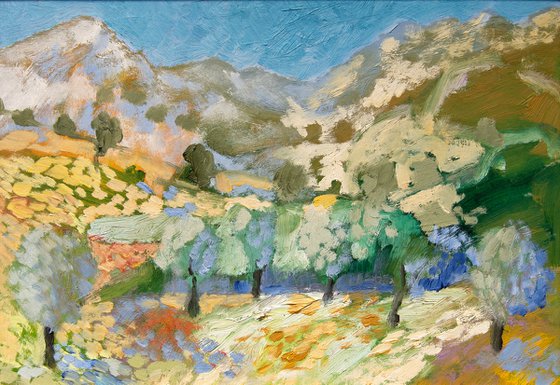 Olive Groves