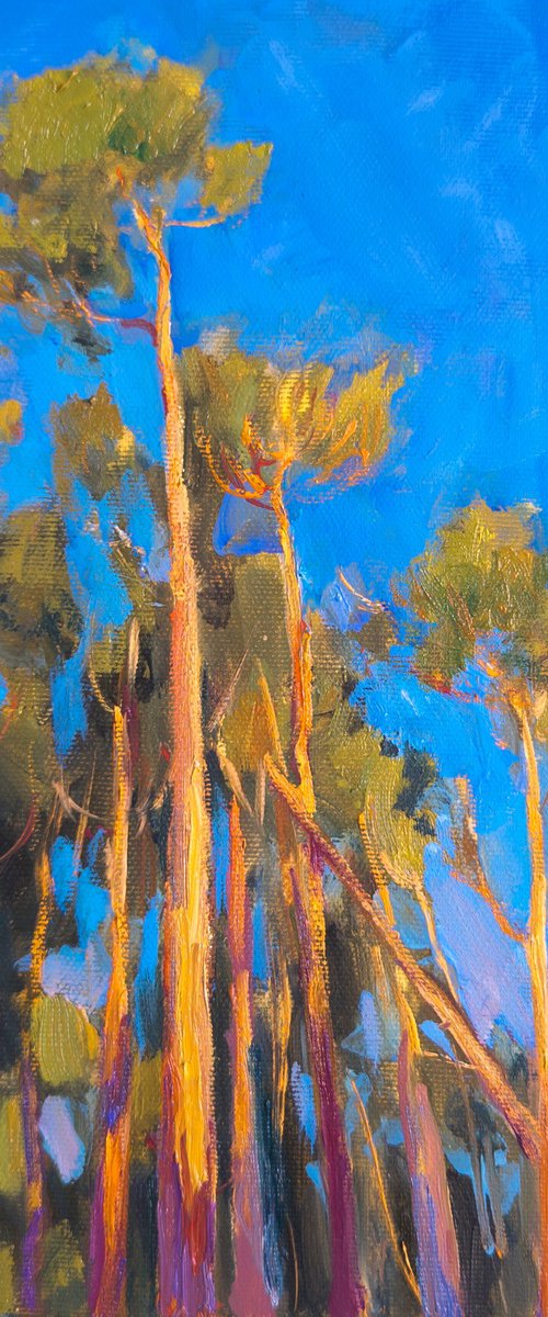 Pine trees. Etude. by Olga Samar