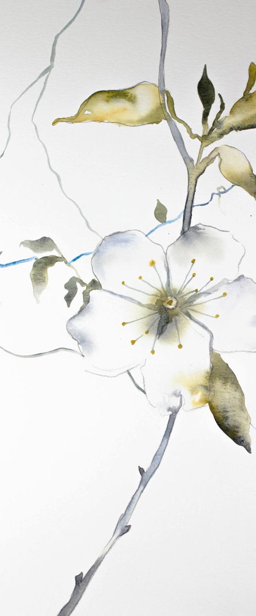 Cherry Blossom No. 11 by Elizabeth Becker