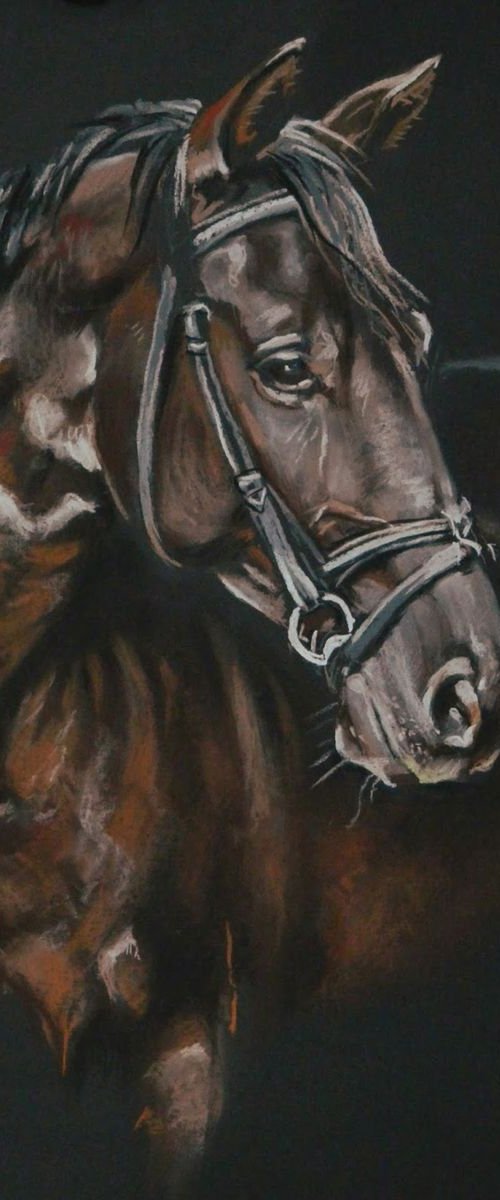 Horse portrait by Magdalena Palega