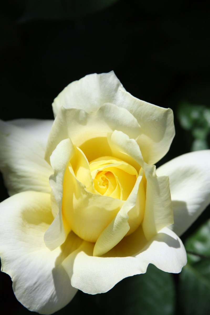 Impressionistic Botanical Photograph By William Dey, 18 X 22", Elegant Rose Palm Springs Ca, Original Artwork