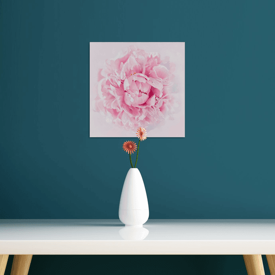 Delicate Peony Bloom