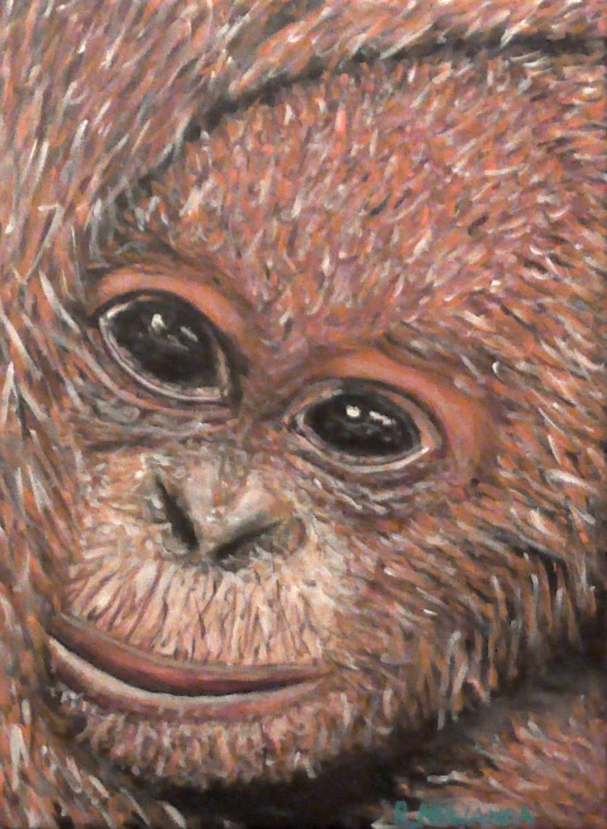 Orangutan by Robbie Potter