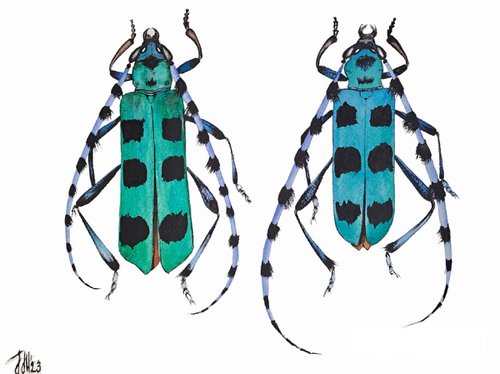 Rosalia alpina Linnaeus. Rosalia batesi. Blue-eyed beetle by Yuliia Sharapova