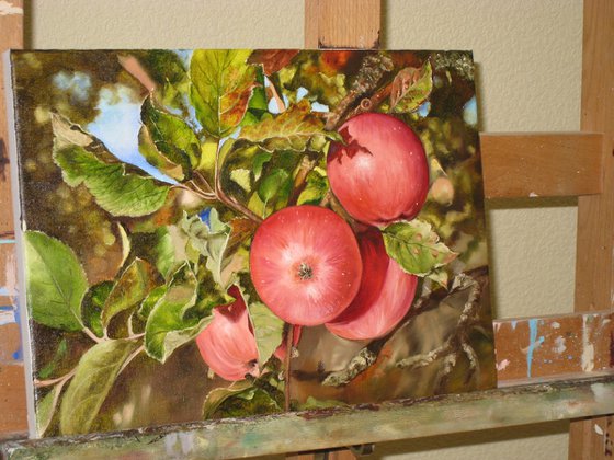 Red Apples on Tree Branch