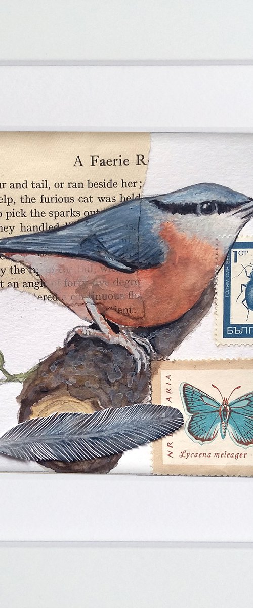 The Nuthatch feather  (framed and ready to hang) by Carolynne Coulson