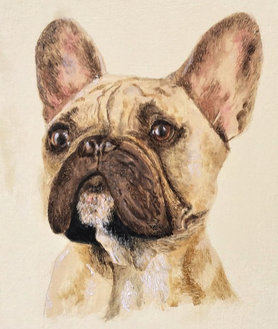 French Bulldog