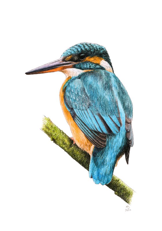 Original pastel drawing bird "Common kingfisher"