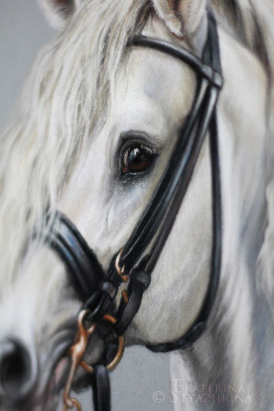 Maximus White Andalusian horse