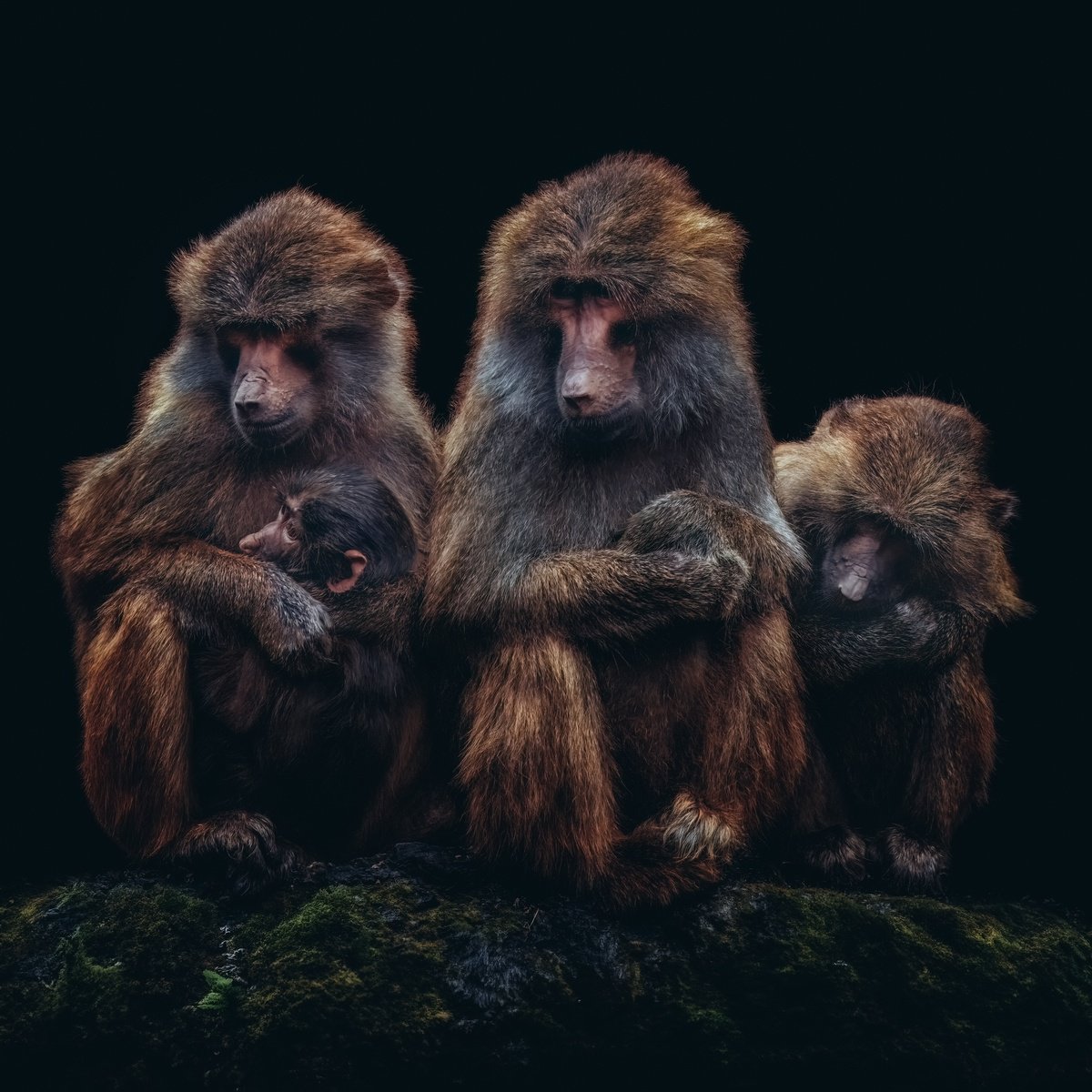 Animal Photograph By Paul Nash, 24 X 24", Baboon Family, Original Artwork