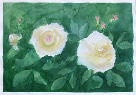 Roses