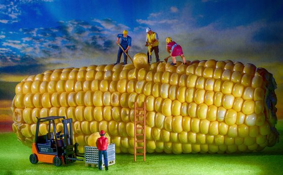 Corn on the Cob