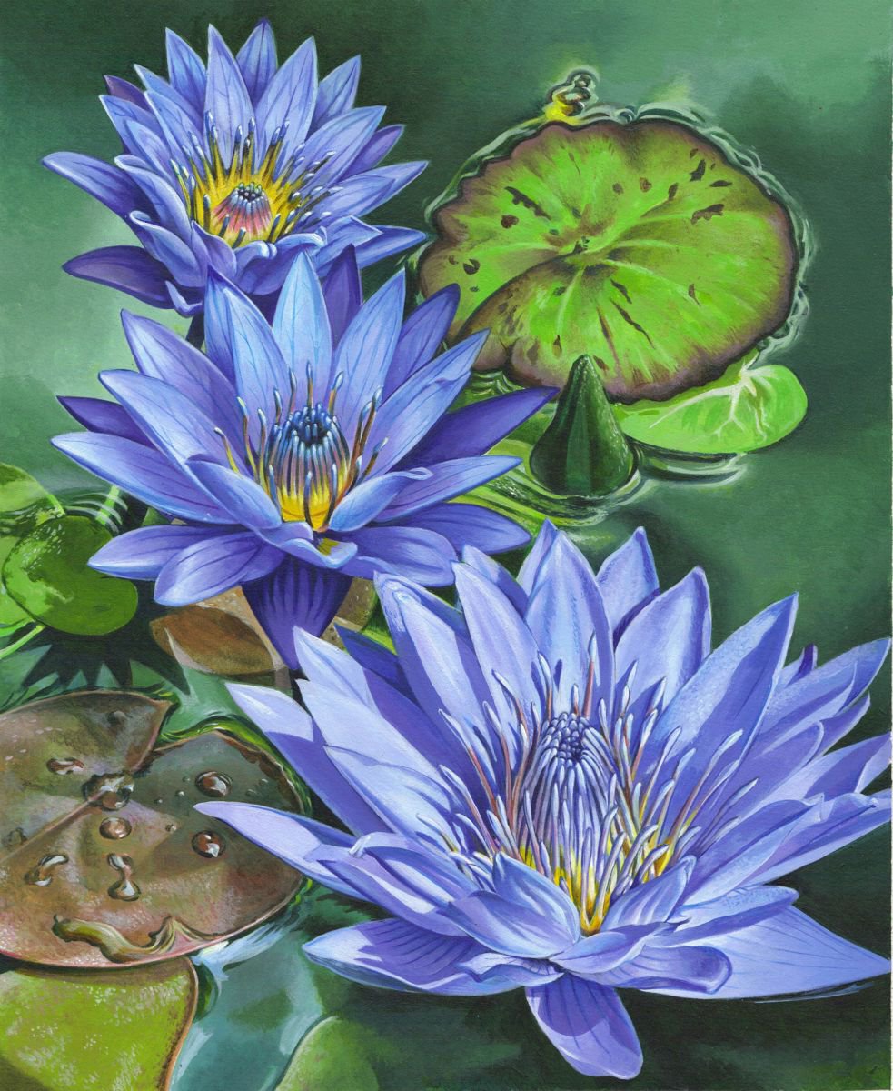 waterlilies by mark gregory