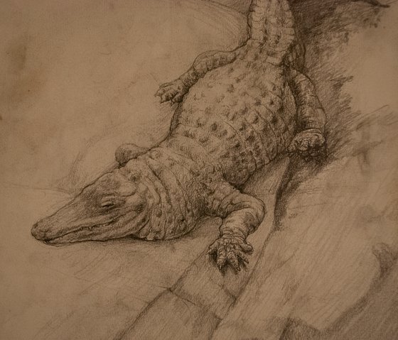 Muja the Aligator