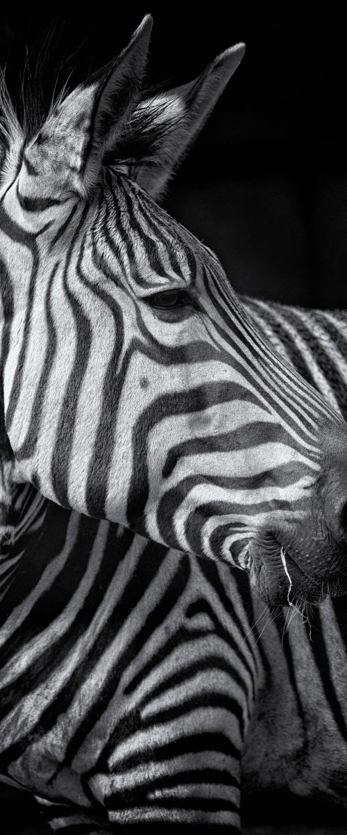 Zebra portrait by Paul Nash