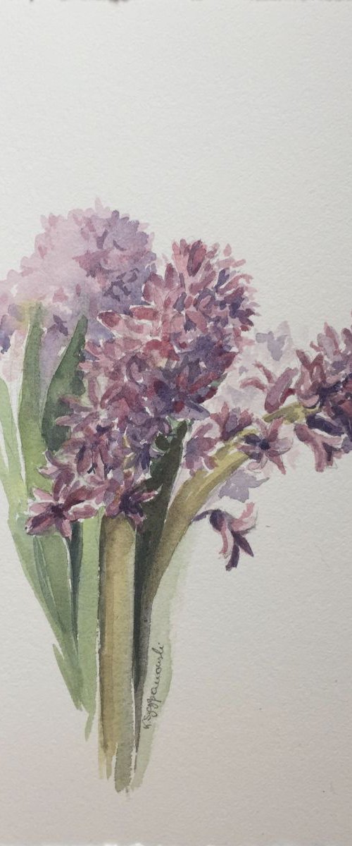 Pink hyacinth by Krystyna Szczepanowski