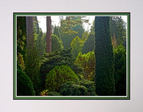 Pine Forest by Robin Clarke