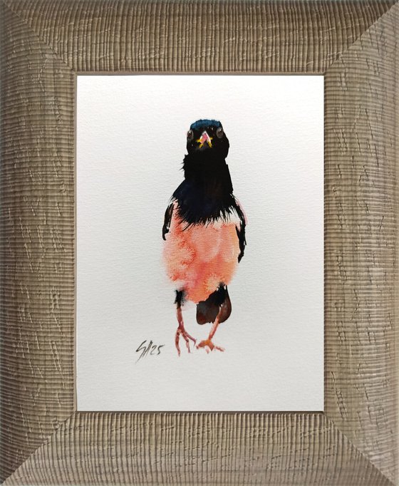 Rosy Starling VI