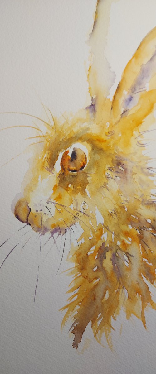 Watercolour hare by Sue  Green