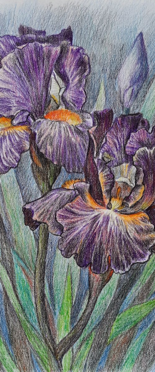 Irises by Svetlana Norel