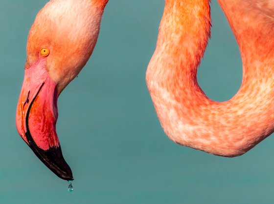 Flamant rose