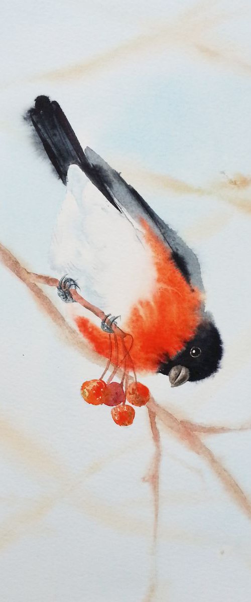 Bullfinch and Berries by Olga Beliaeva Watercolour