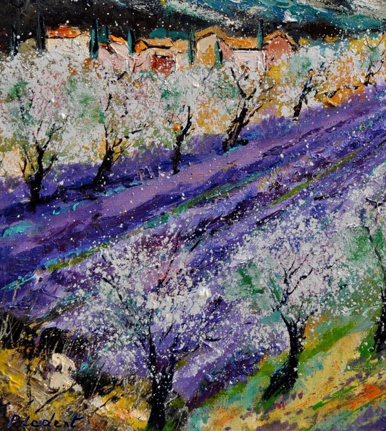 Blooming almond trees in Provence   7623
