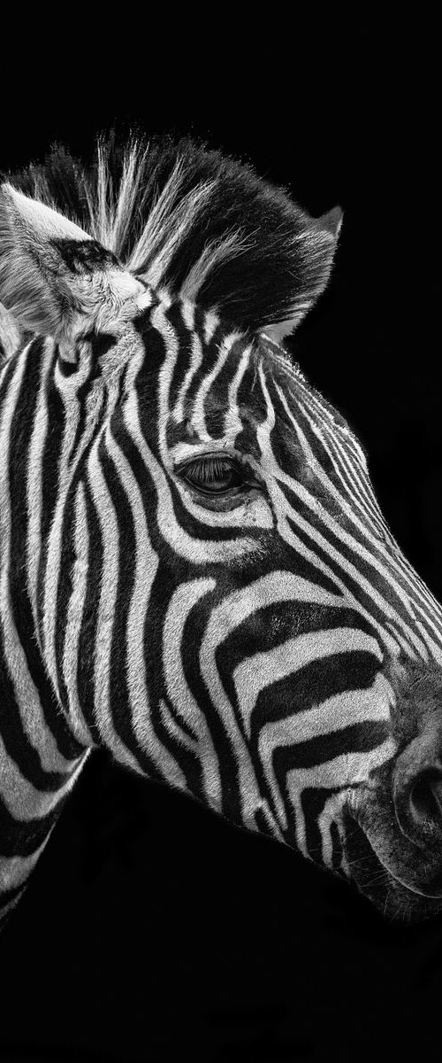 Zebra Fine Art Portrait by Paul Nash
