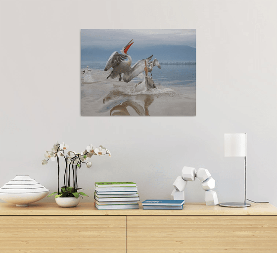 Photography | Birds | Pelicanus crispus
