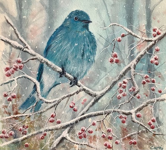 Mountain Bluebird