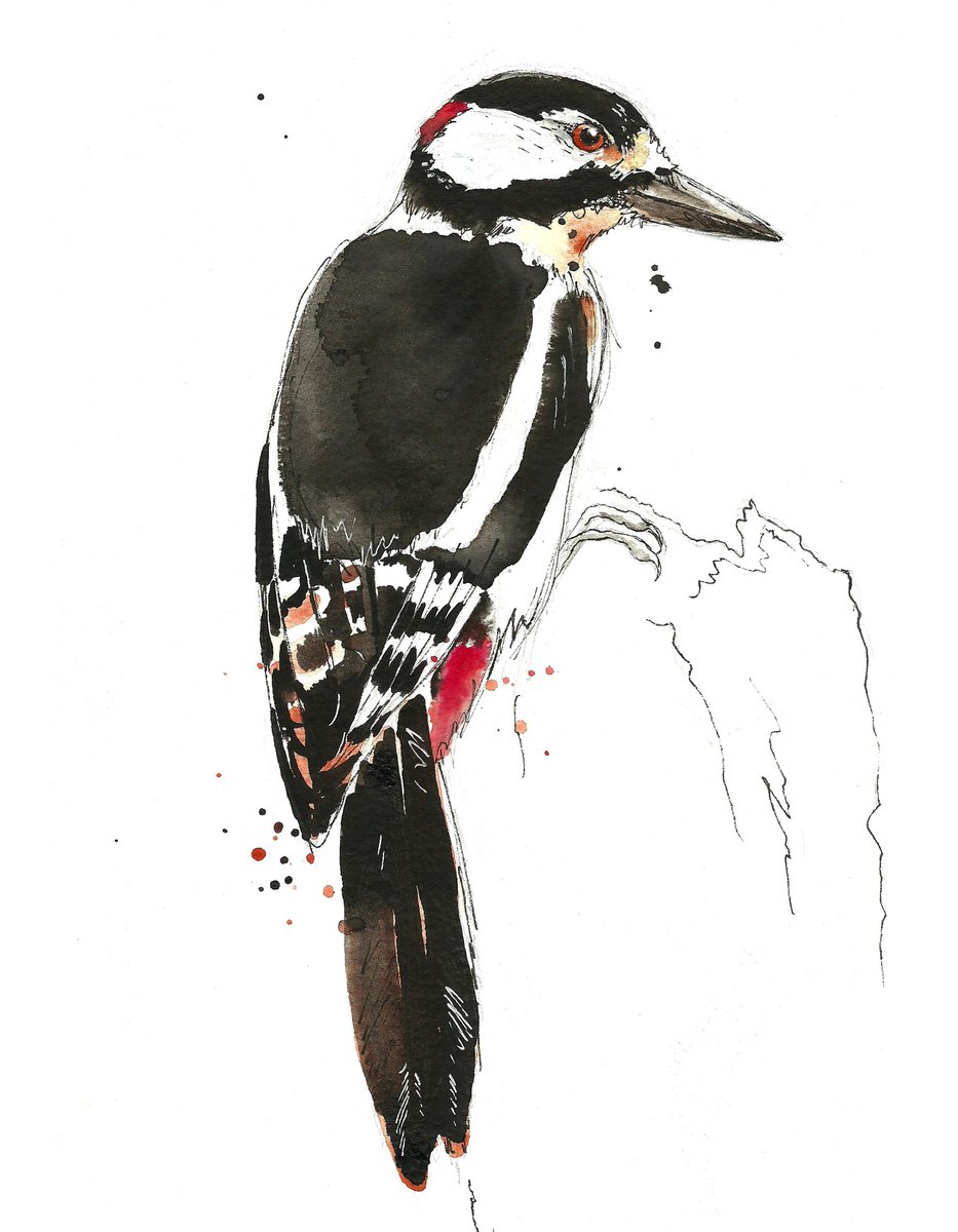 Greater Spotted Woodpecker by Richard Long